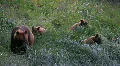 Grizzley Bear and three cubs Alaska P HD 7492 HD Footage