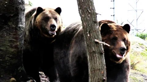  grizzley bears Video stock 938980