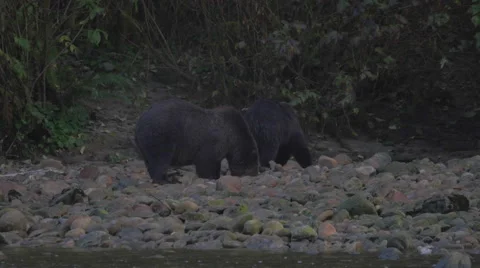 Grizzlies drinking water while looking for salmon eggs on riverbank Stock Footage 62838885