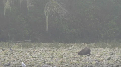 Grizzliy in the mist Stock Footage 62786004