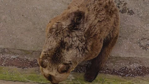 A grizzly bear from above Stock Footage 271162942