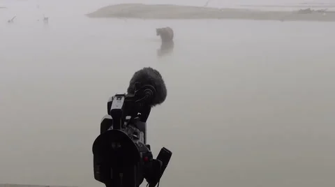 Grizzly Bear and camera 스톡 동영상 42206796