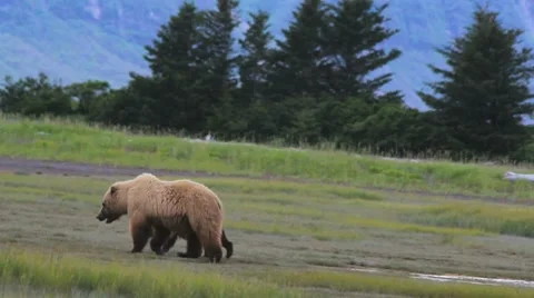 Grizzly Bear And Cub Vidéo 8634809