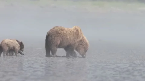 Grizzly bear and cubs finding clams Stock Footage 201947967