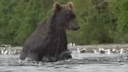 Grizzly Bear And Salmon Stock Footage