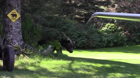 Grizzly bear in the backyard Stock Footage 55498884