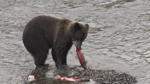 Grizzly bear catches and eats salmon Vídeos de archivo 64330968