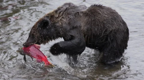 Grizzly bear chases and catches salmon Stock Footage