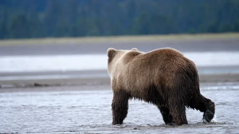 Grizzly Bear chasing salmon. Stock Footage 128689505