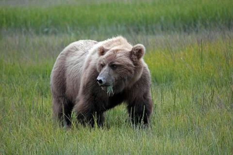 Grizzly Bear Chew Grass Stock Photos