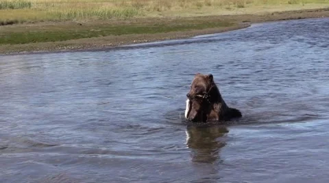 Grizzly bear chewing on a fish Stock Footage 55498727