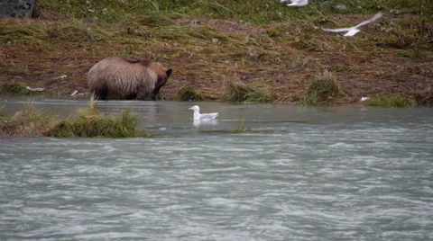Grizzly Bear at Chilkoot River 스톡 동영상 31987106