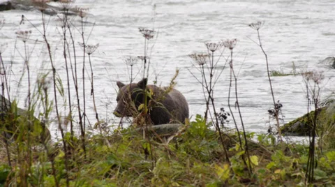 Grizzly Bear at Chilkoot River Vídeos de archivo 31990491