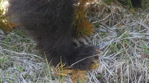 Grizzly Bear Claws Stock Footage 176563331