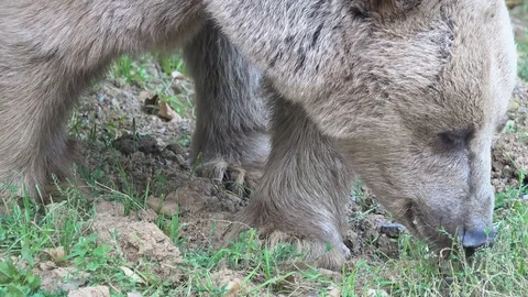 Grizzly bear, close up Video stock 79546082