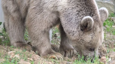 Grizzly bear, close up Video stock 79546699