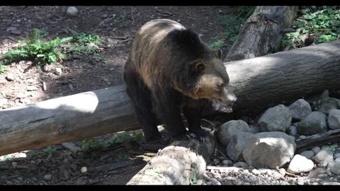 Grizzly bear close up high quality video footage 動画素材 285126370