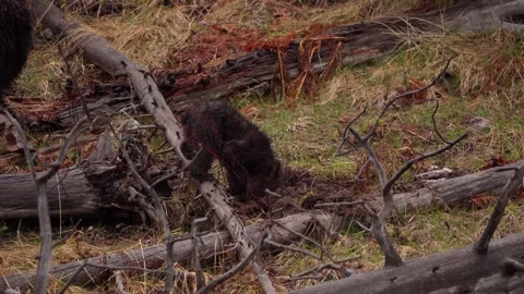 Grizzly bear cub digging Stock Footage 312022633