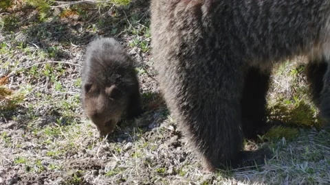Grizzly Bear Cub Stock Footage 176564291