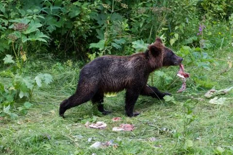Grizzly bear cub Stock Photos