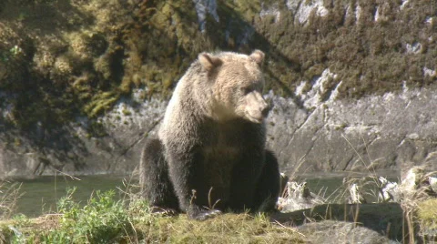 A grizzly bear cub sniffs the air. Video stock 108343