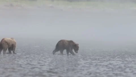 Grizzly bear cubs finding clam Stock Footage 201947925