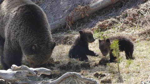 Grizzly Bear Cubs Playing Stock Footage 178515237