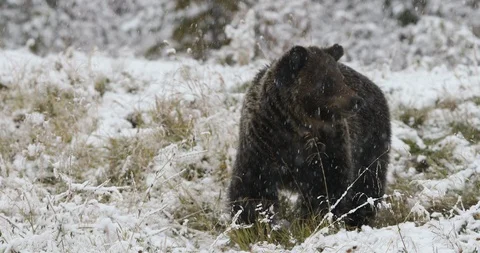 Grizzly Bear digging 5 Stock Footage 97078429