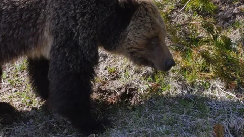 Grizzly Bear Digging Stock Footage 176561490