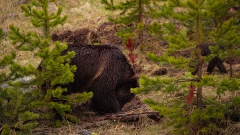 Grizzly bear digging slow motion Stock Footage 312022783