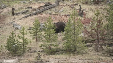 Grizzly bear digging in Yellowstone Stock Footage 312002673