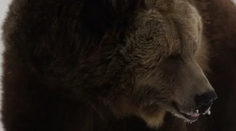 Grizzly bear digs in the snow next to a rock Video stock 52877818