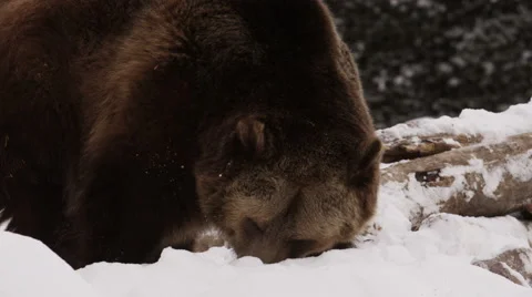 Grizzly bear digs in the snow next to logs Video stock 52877890
