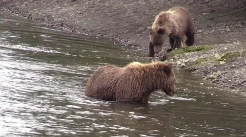 Grizzly bear diving for fish Stock Footage 55576173