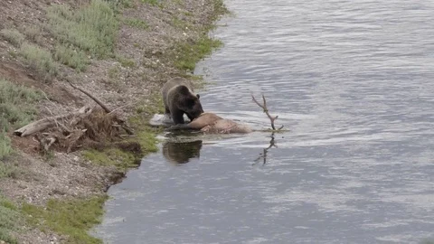 Grizzly bear dragging an elk carcass in the hayden valley of yellowstone Stock Footage 82736803