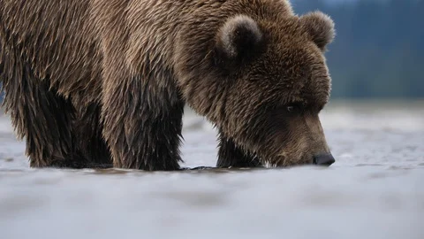 Grizzly Bear drinking water. Stock Footage 128695836