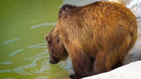 Grizzly Bear drinking water Stockbeeldmateriaal 133074007