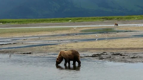 Grizzly Bear Drinks Water From Stream 스톡 동영상 8508448