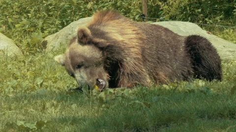 Grizzly bear eating an apple Stock Footage 40286877