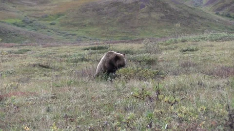 A Grizzly Bear Eating Berries in Fall Vídeos de archivo 68986987