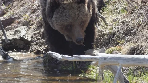 Grizzly Bear Eating Stock Footage 175379784