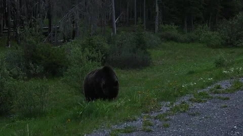 Grizzly bear eating grass Stock Footage 153115148