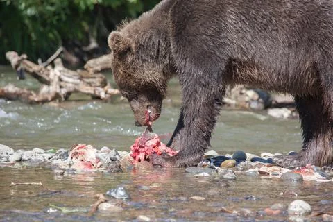 Grizzly bear eats fish Foto stock