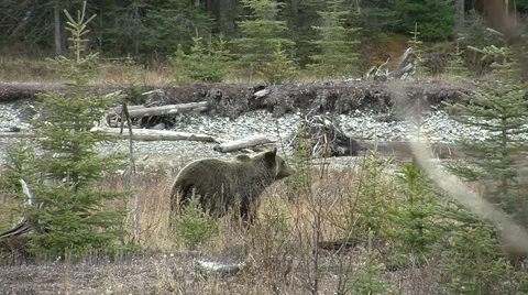 Grizzly Bear in Fall. Stock Footage 32184634