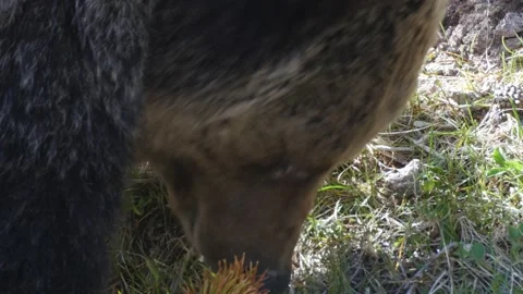 Grizzly Bear Feeding Stock Footage 176562655