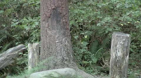 Grizzly Bear Video stock 327692