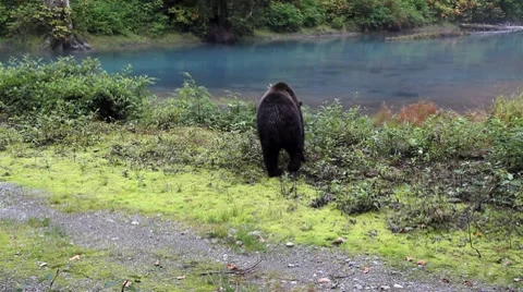 Grizzly bear Stock Footage 8595717