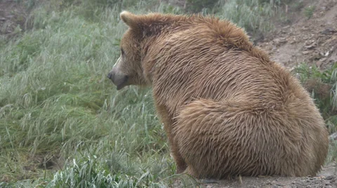 Grizzly bear Stock Footage 35850053
