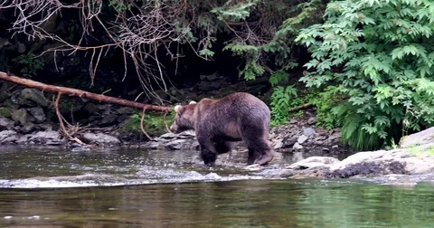 Grizzly Bear Stock Footage 80568442