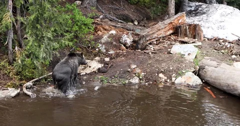 Grizzly Bear Stock Footage 95309134